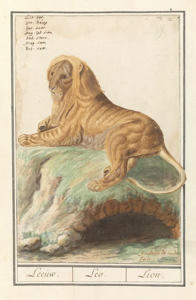 Leeuw Panthera Leo Leeuw Leo Lion Wall Art by Anselmus Boëtius de Boodt - High-Resolution Digital Print