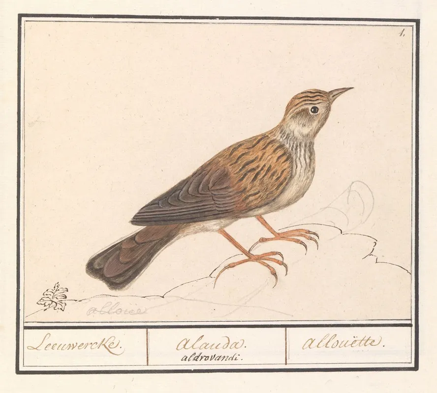 Leeuwerik Alaudidae Wall Art by Anselmus Boëtius de Boodt - High-Resolution Digital Print