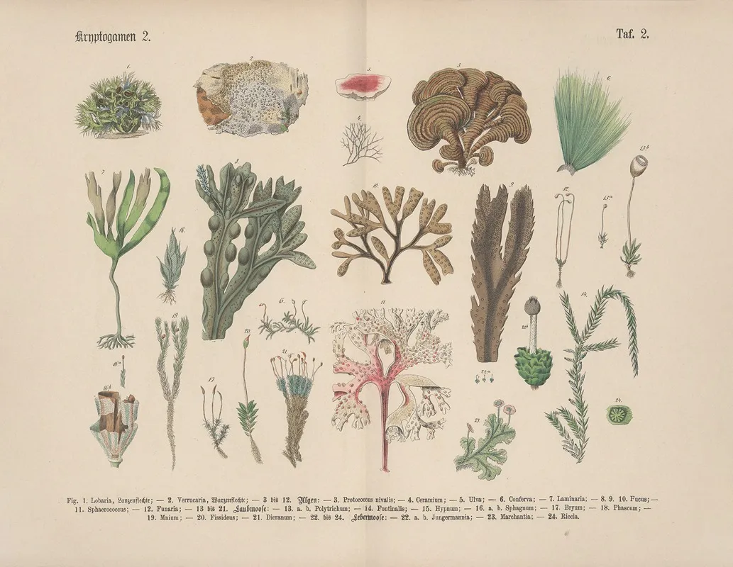 Lehrbuch Der Praktischen Pflanzenkunde In Wort Und Bild Pl 02 Wall Art by Carl Hoffmann - High-Resolution Digital Print
