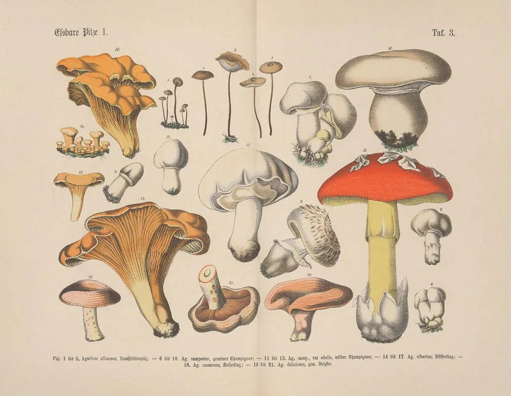 Lehrbuch Der Praktischen Pflanzenkunde In Wort Und Bild Pl 03 Wall Art by Carl Hoffmann - High-Resolution Digital Print