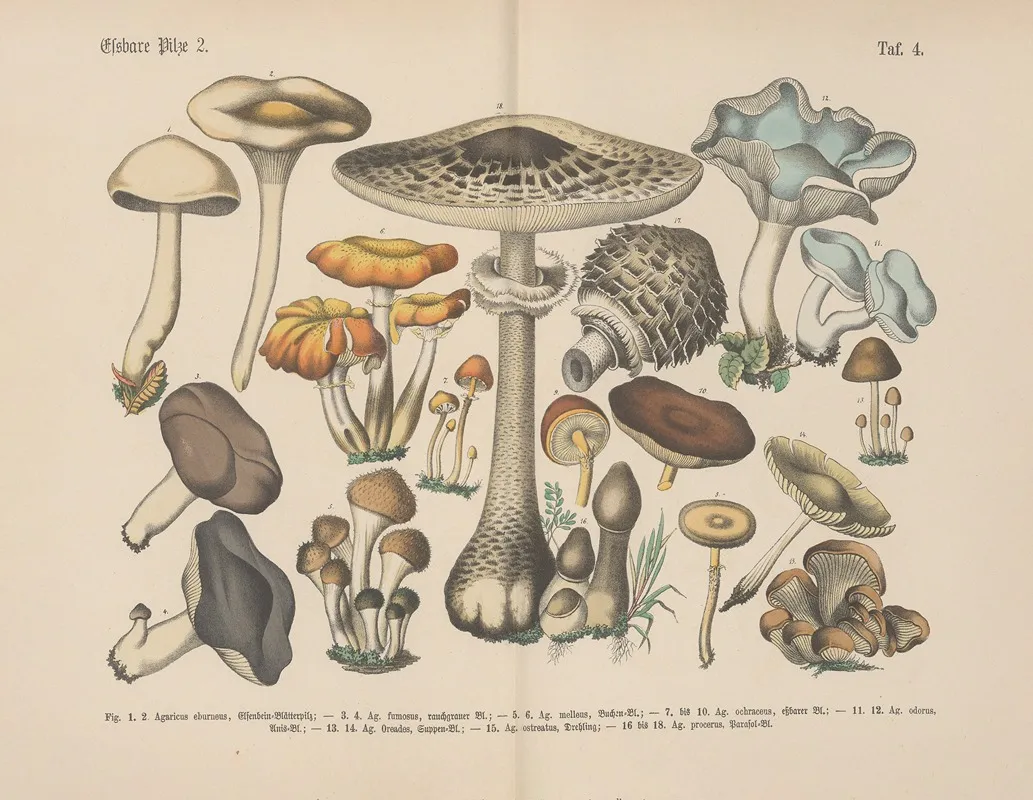 Lehrbuch Der Praktischen Pflanzenkunde In Wort Und Bild Pl 04 Wall Art by Carl Hoffmann - High-Resolution Digital Print
