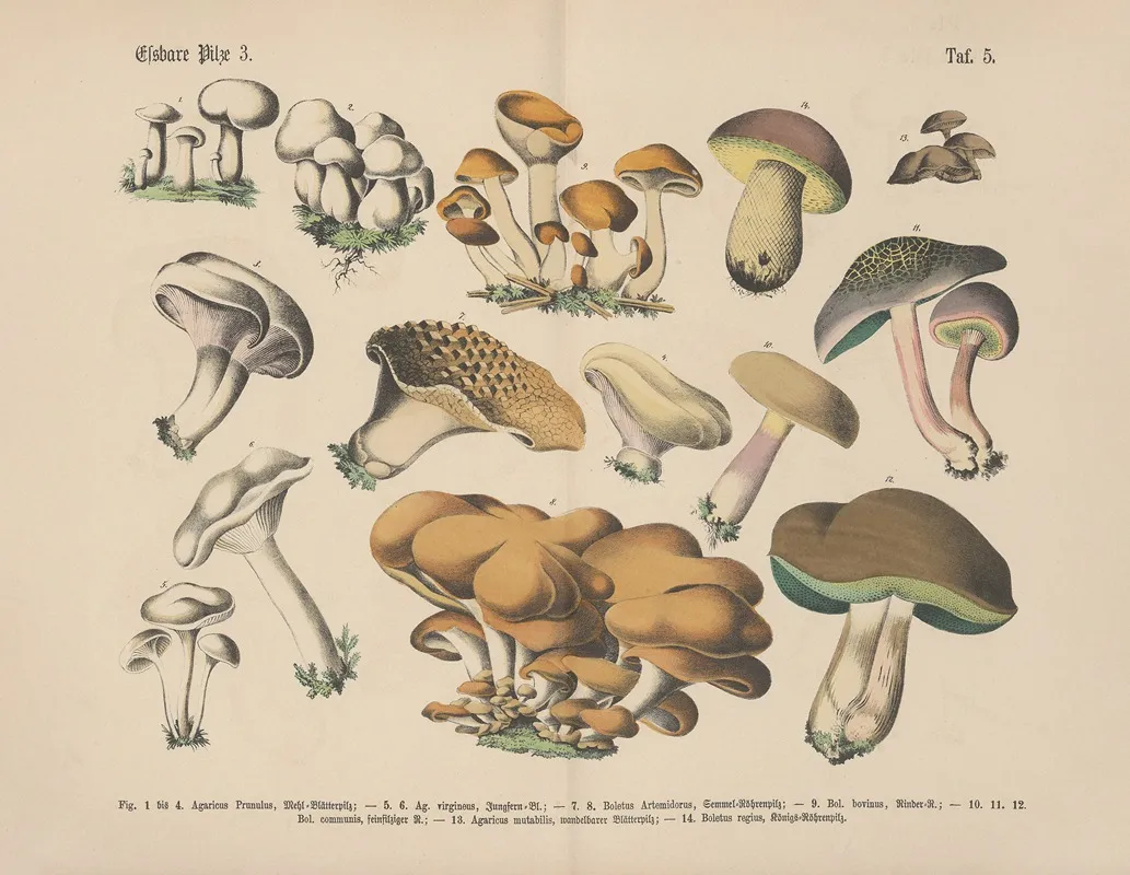 Lehrbuch Der Praktischen Pflanzenkunde In Wort Und Bild Pl 05 Wall Art by Carl Hoffmann - High-Resolution Digital Print