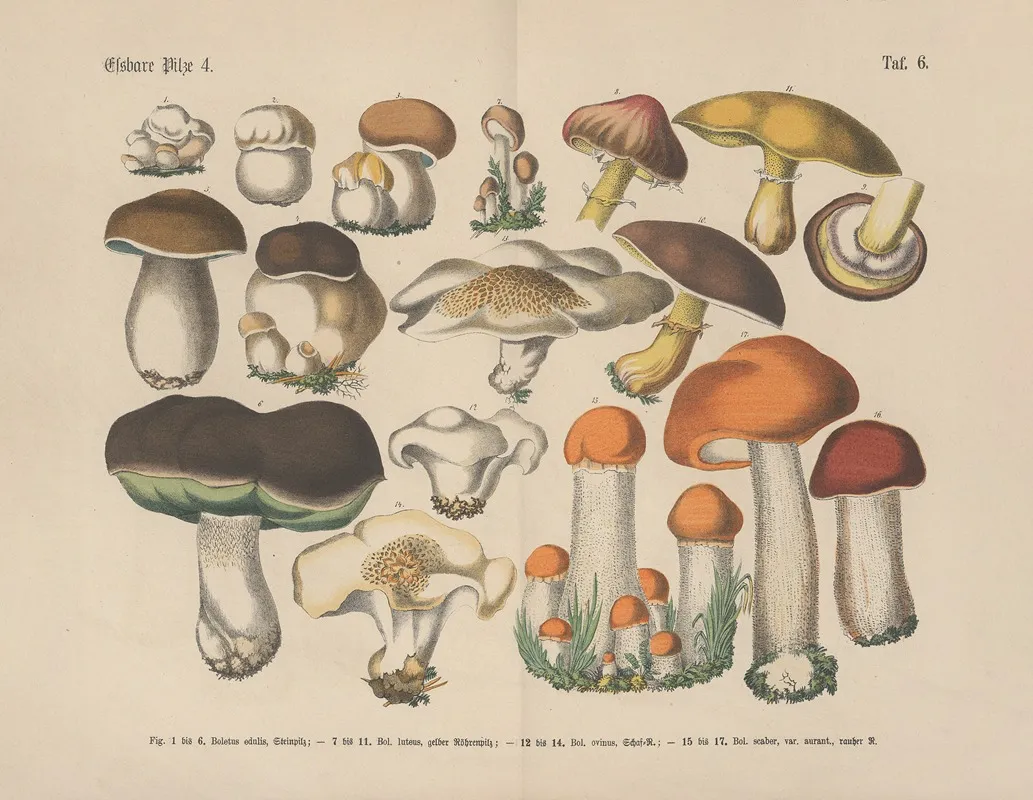Lehrbuch Der Praktischen Pflanzenkunde In Wort Und Bild Pl 06 Wall Art by Carl Hoffmann - High-Resolution Digital Print