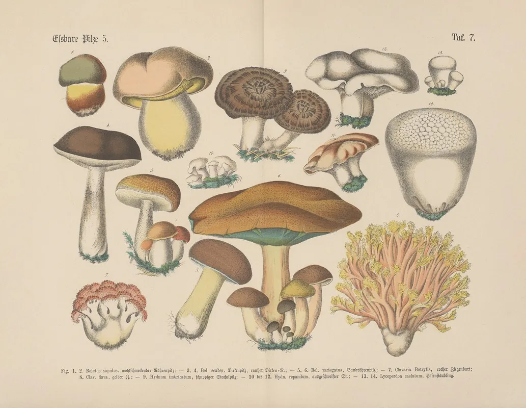 Lehrbuch Der Praktischen Pflanzenkunde In Wort Und Bild Pl 07 Wall Art by Carl Hoffmann - High-Resolution Digital Print