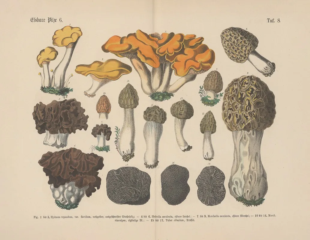 Lehrbuch Der Praktischen Pflanzenkunde In Wort Und Bild Pl 08 Wall Art by Carl Hoffmann - High-Resolution Digital Print