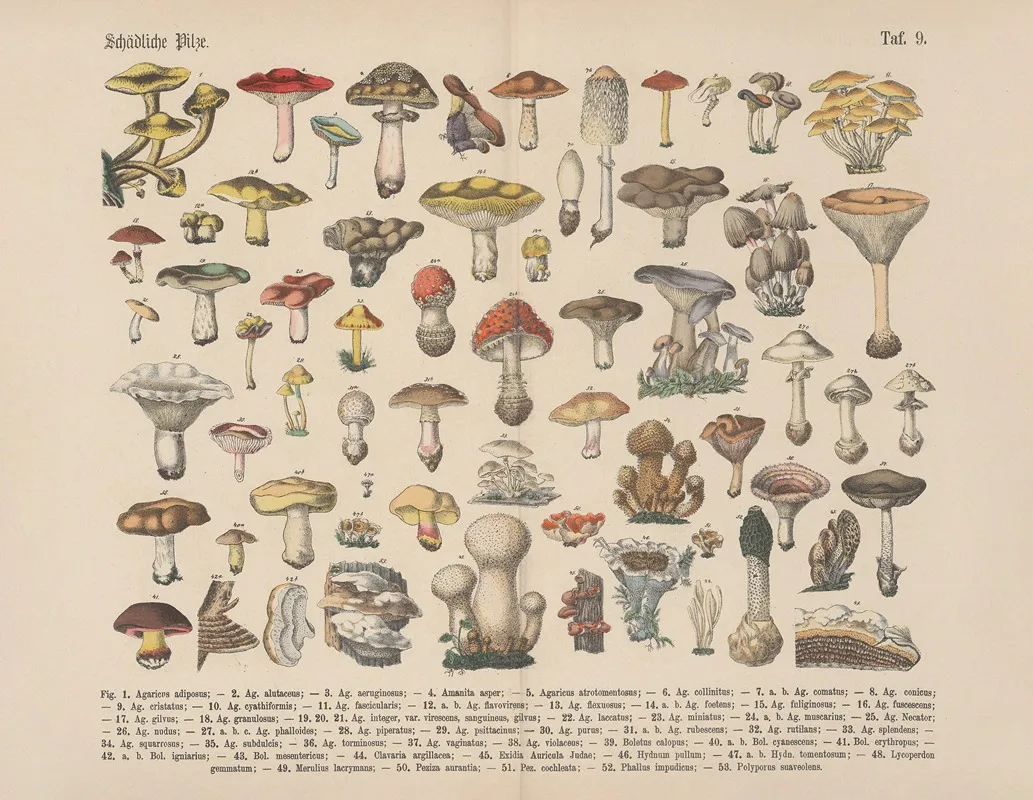 Lehrbuch Der Praktischen Pflanzenkunde In Wort Und Bild Pl 09 Wall Art by Carl Hoffmann - High-Resolution Digital Print