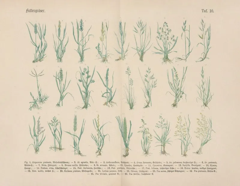 Lehrbuch Der Praktischen Pflanzenkunde In Wort Und Bild Pl 10 Wall Art by Carl Hoffmann - High-Resolution Digital Print