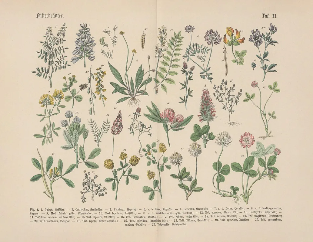 Lehrbuch Der Praktischen Pflanzenkunde In Wort Und Bild Pl 11 Wall Art by Carl Hoffmann - High-Resolution Digital Print