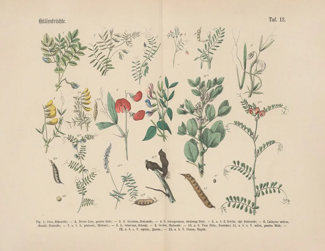 Lehrbuch Der Praktischen Pflanzenkunde In Wort Und Bild Pl 12 Wall Art by Carl Hoffmann - High-Resolution Digital Print