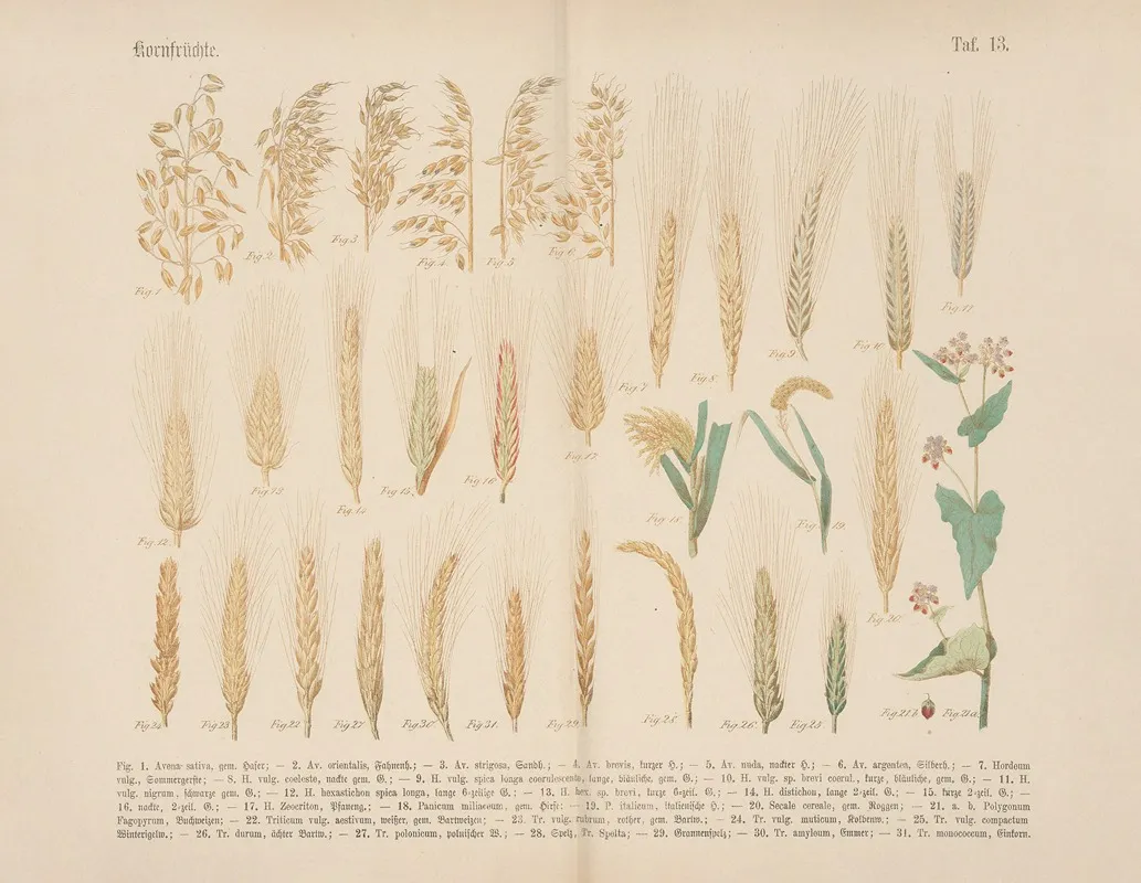 Lehrbuch Der Praktischen Pflanzenkunde In Wort Und Bild Pl 13 Wall Art by Carl Hoffmann - High-Resolution Digital Print