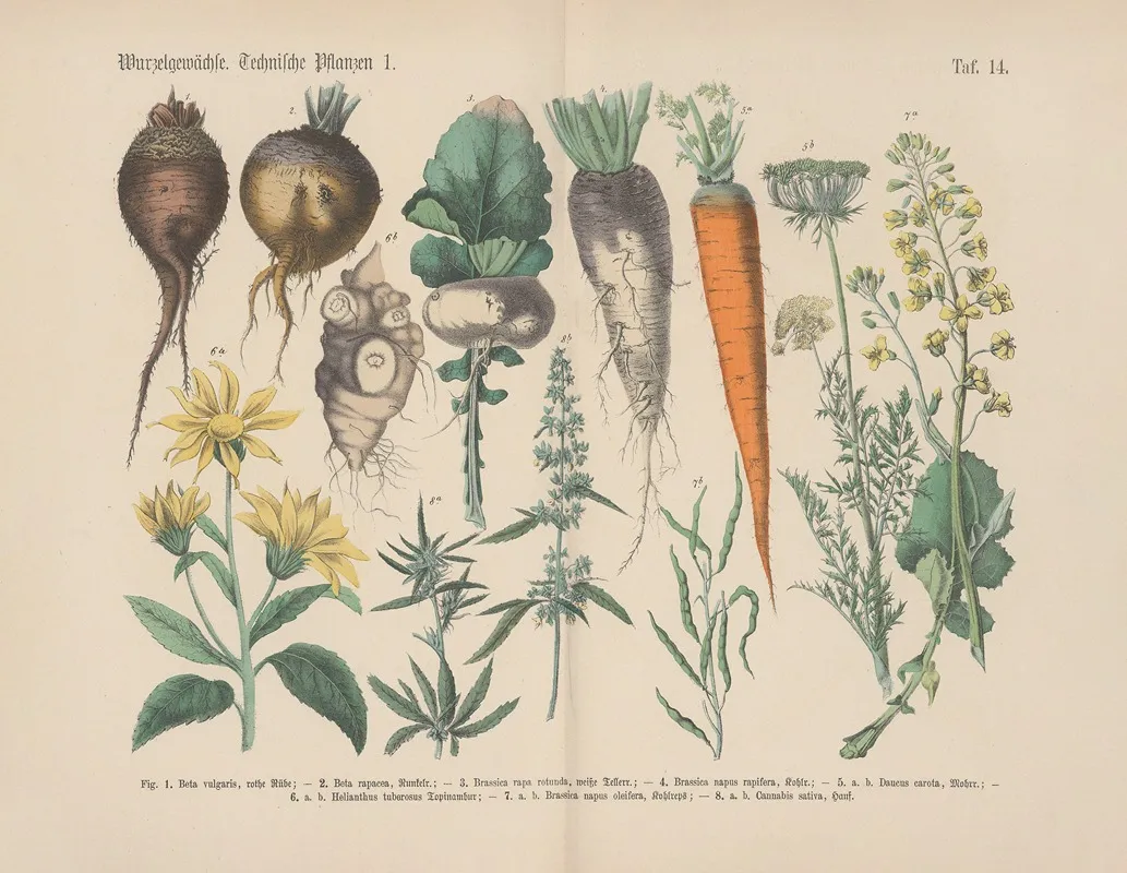 Lehrbuch Der Praktischen Pflanzenkunde In Wort Und Bild Pl 14 Wall Art by Carl Hoffmann - High-Resolution Digital Print