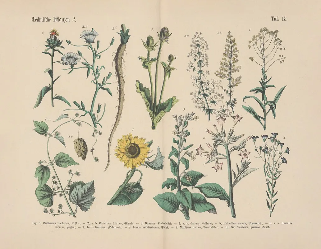 Lehrbuch Der Praktischen Pflanzenkunde In Wort Und Bild Pl 15 Wall Art by Carl Hoffmann - High-Resolution Digital Print