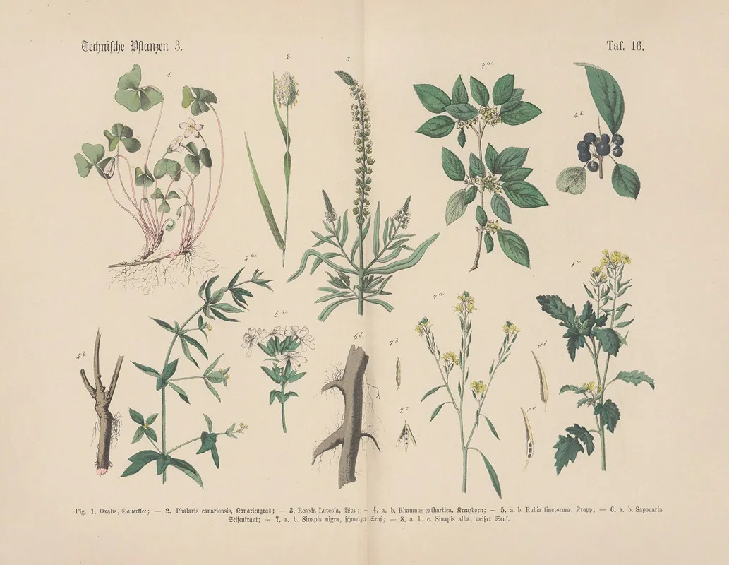 Lehrbuch Der Praktischen Pflanzenkunde In Wort Und Bild Pl 16 Wall Art by Carl Hoffmann - High-Resolution Digital Print
