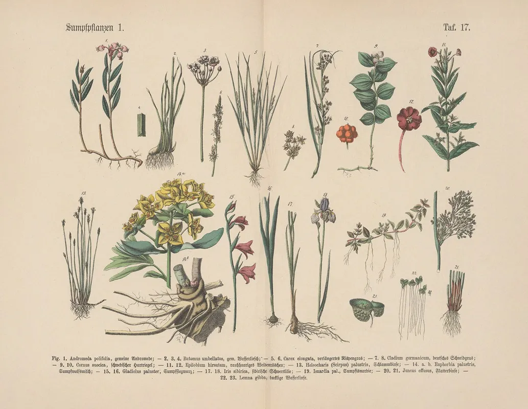 Lehrbuch Der Praktischen Pflanzenkunde In Wort Und Bild Pl 17 Wall Art by Carl Hoffmann - High-Resolution Digital Print