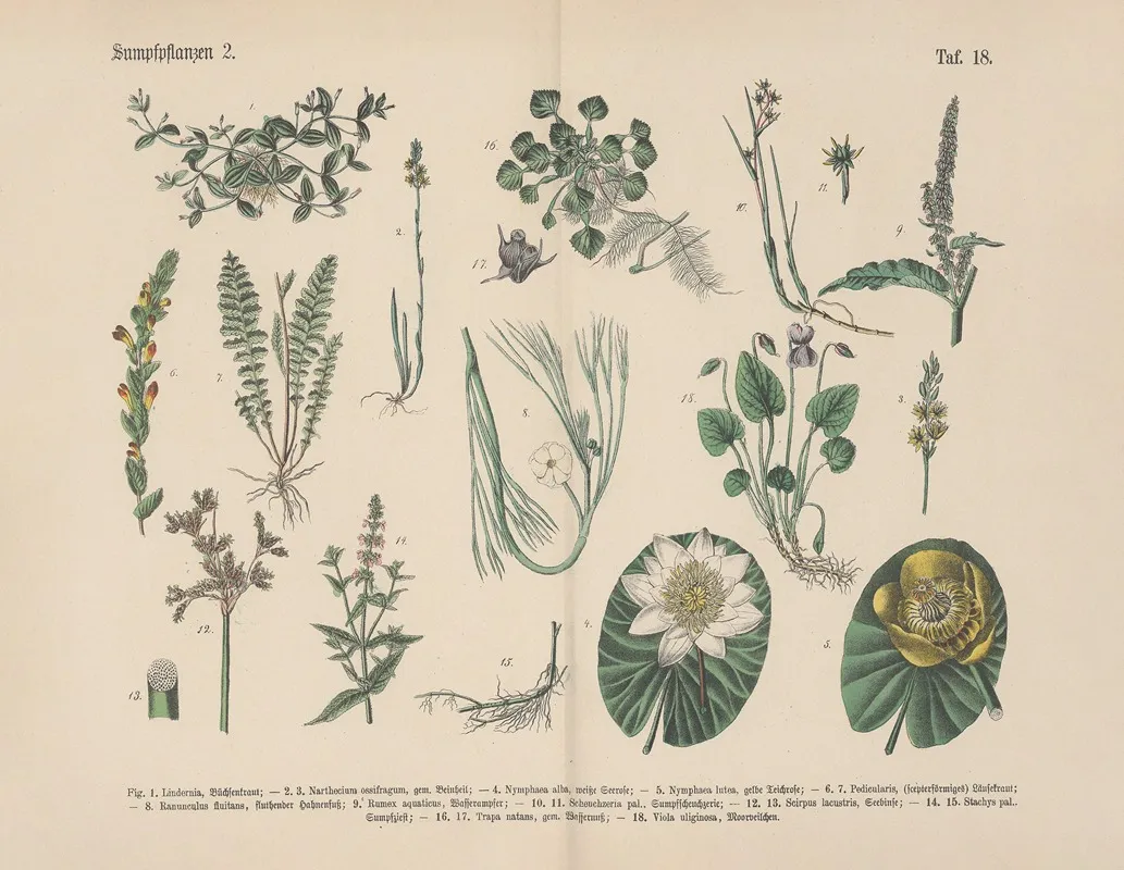 Lehrbuch Der Praktischen Pflanzenkunde In Wort Und Bild Pl 18 Wall Art by Carl Hoffmann - High-Resolution Digital Print