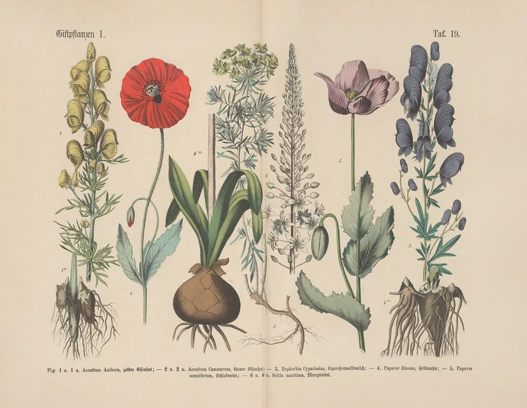 Lehrbuch Der Praktischen Pflanzenkunde In Wort Und Bild Pl 19 Wall Art by Carl Hoffmann - High-Resolution Digital Print