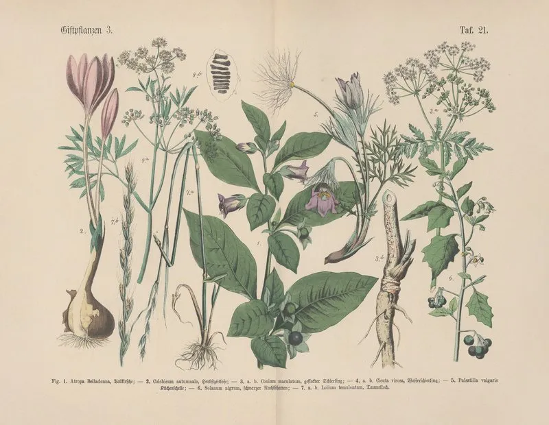 Lehrbuch Der Praktischen Pflanzenkunde In Wort Und Bild Pl 21 Wall Art by Carl Hoffmann - High-Resolution Digital Print