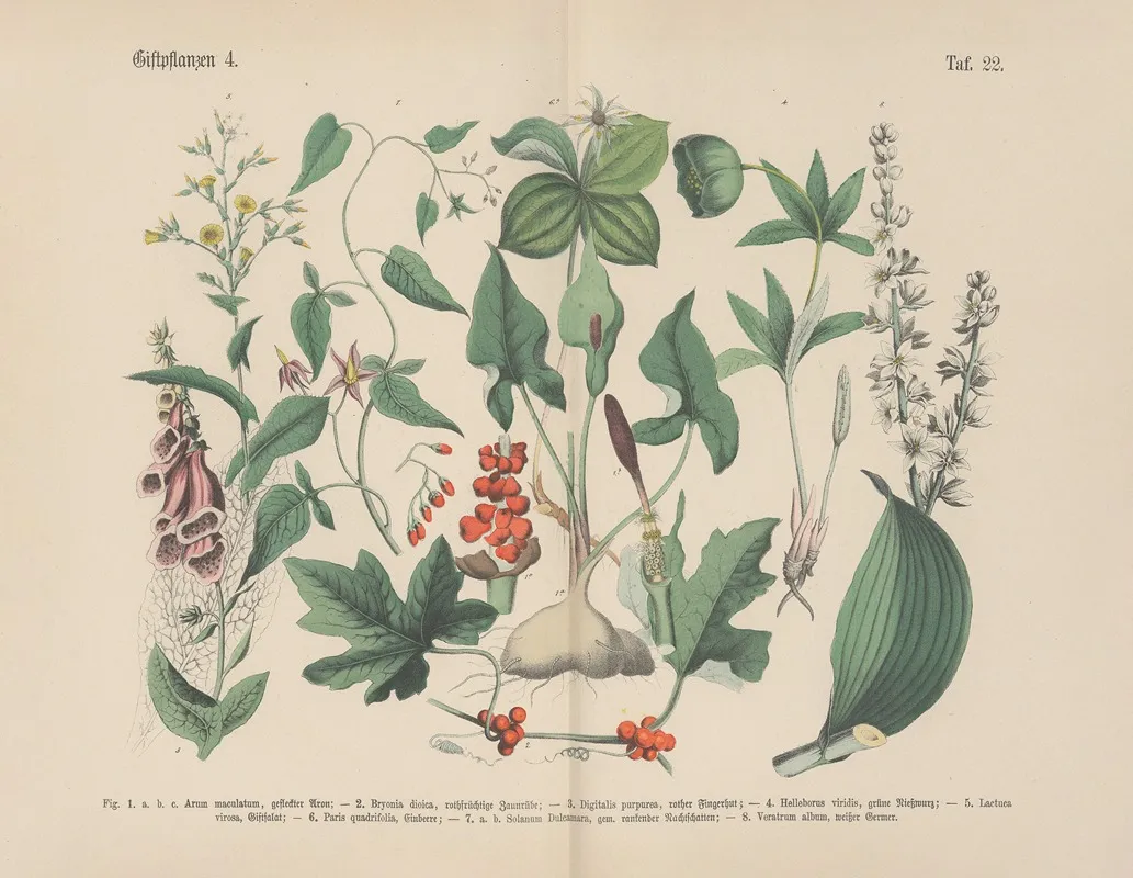 Lehrbuch Der Praktischen Pflanzenkunde In Wort Und Bild Pl 22 Wall Art by Carl Hoffmann - High-Resolution Digital Print