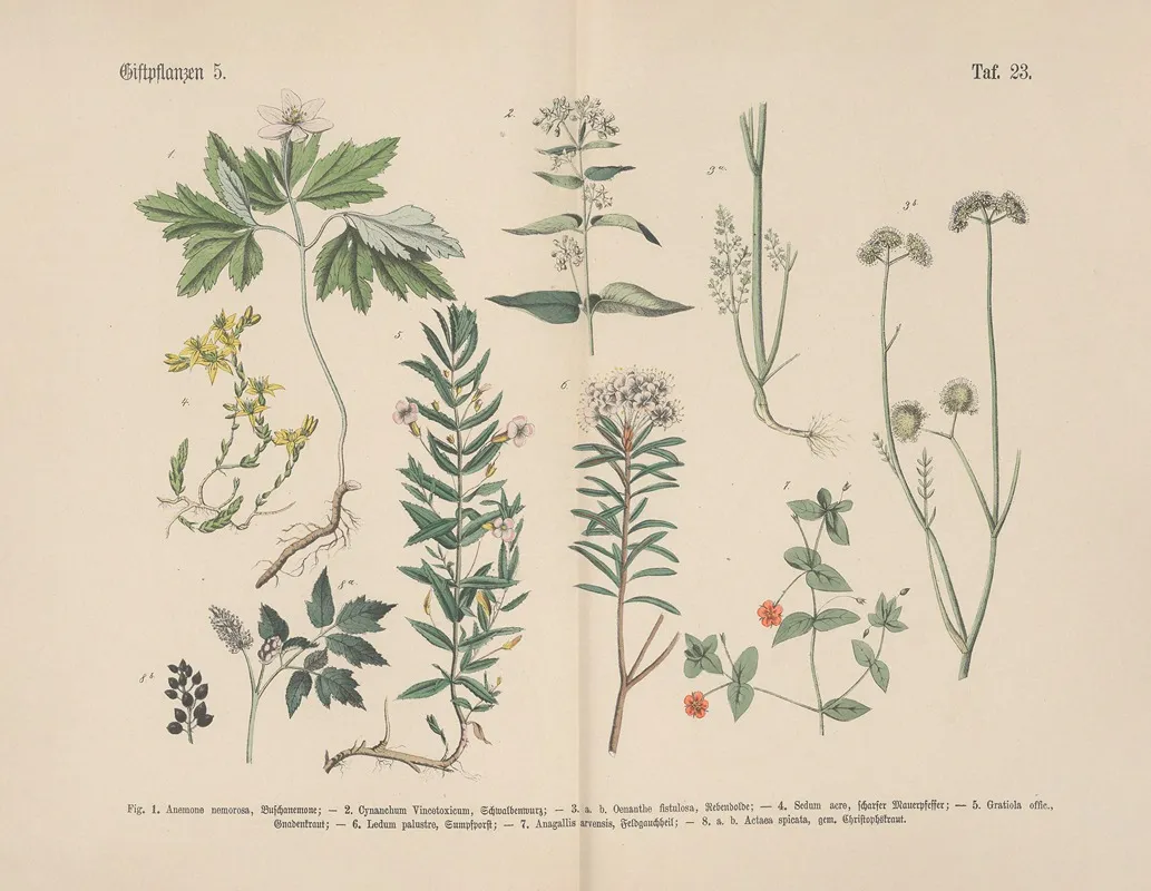 Lehrbuch Der Praktischen Pflanzenkunde In Wort Und Bild Pl 23 Wall Art by Carl Hoffmann - High-Resolution Digital Print