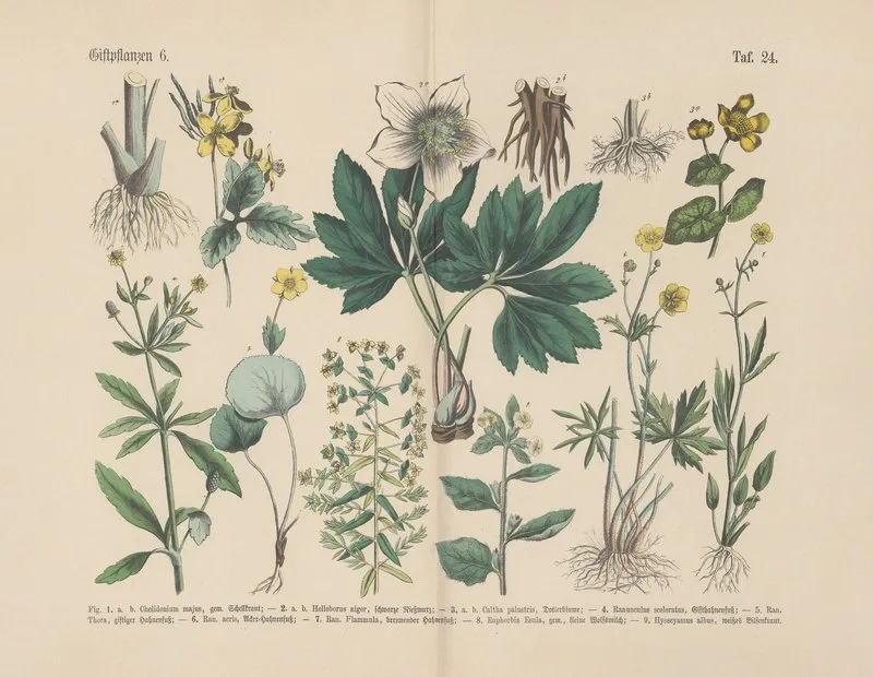 Lehrbuch Der Praktischen Pflanzenkunde In Wort Und Bild Pl 24 Wall Art by Carl Hoffmann - High-Resolution Digital Print