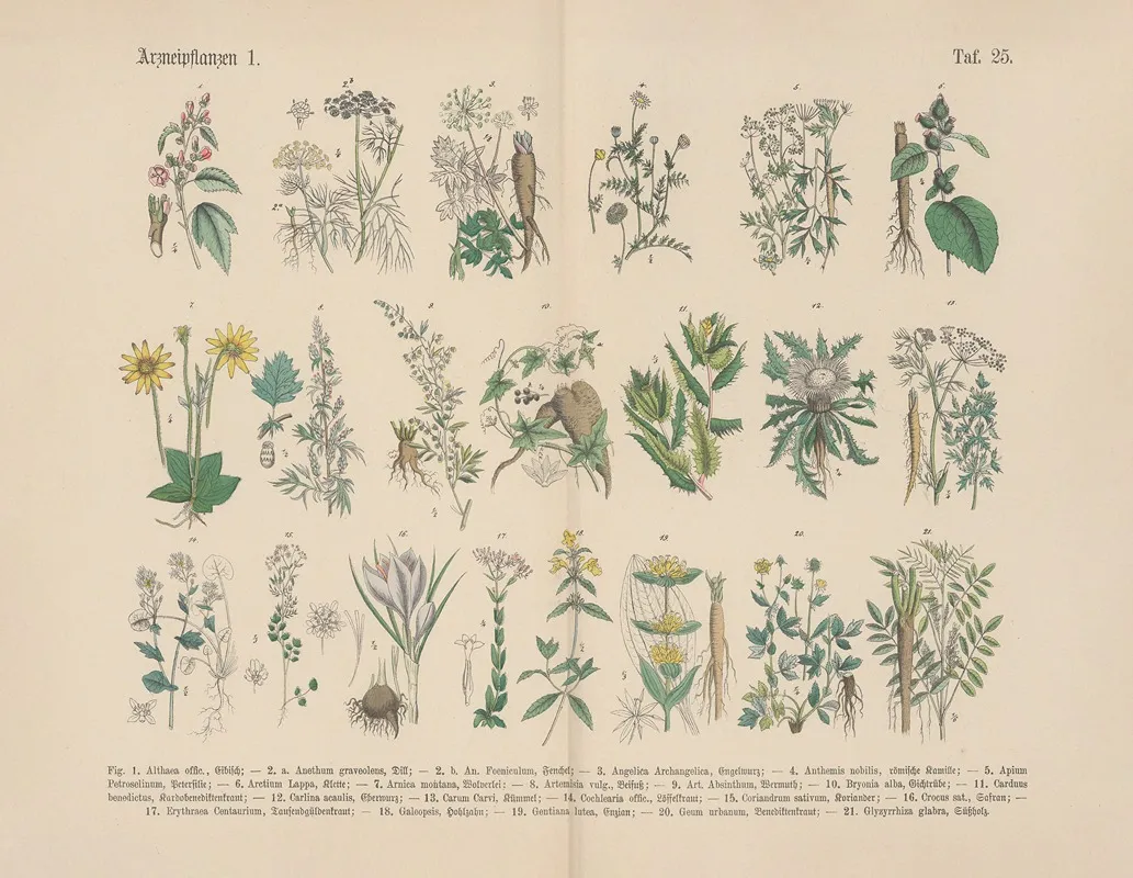 Lehrbuch Der Praktischen Pflanzenkunde In Wort Und Bild Pl 25 Wall Art by Carl Hoffmann - High-Resolution Digital Print