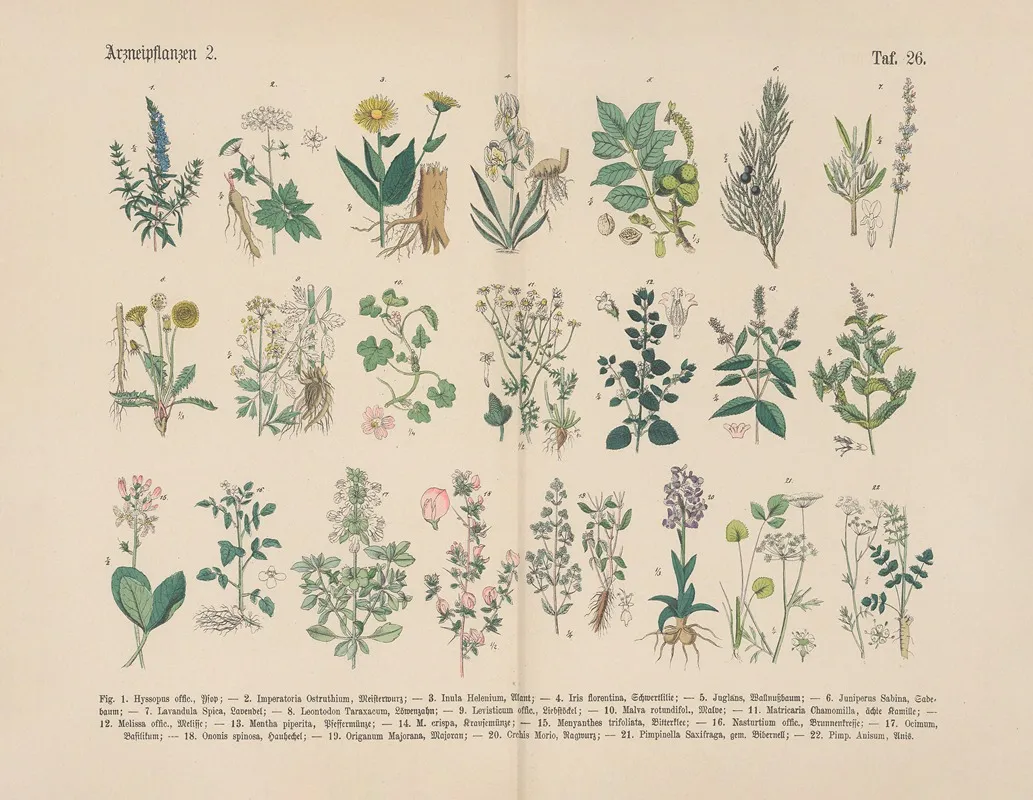 Lehrbuch Der Praktischen Pflanzenkunde In Wort Und Bild Pl 26 Wall Art by Carl Hoffmann - High-Resolution Digital Print