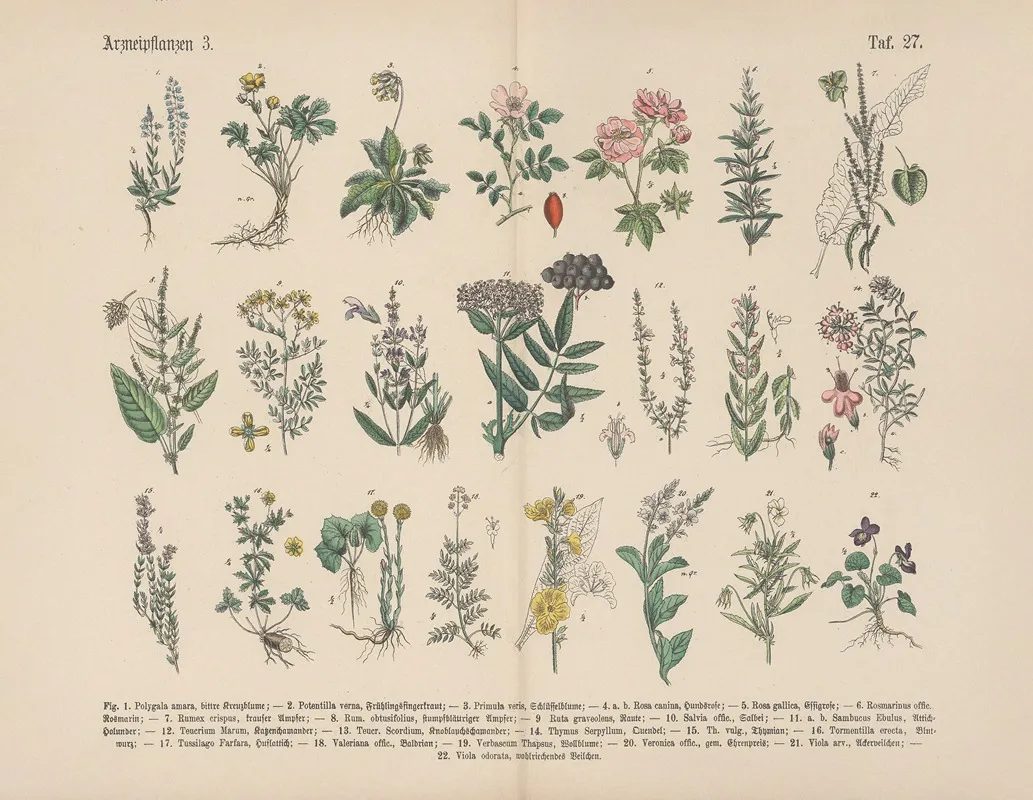 Lehrbuch Der Praktischen Pflanzenkunde In Wort Und Bild Pl 27 Wall Art by Carl Hoffmann - High-Resolution Digital Print
