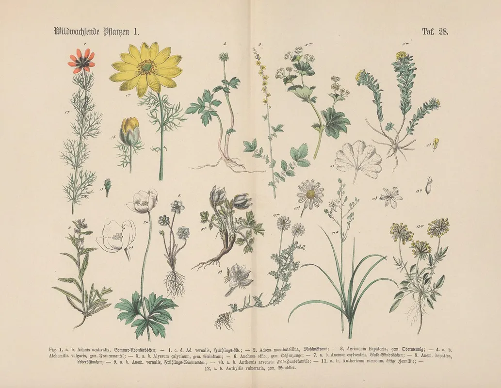 Lehrbuch Der Praktischen Pflanzenkunde In Wort Und Bild Pl 28 Wall Art by Carl Hoffmann - High-Resolution Digital Print