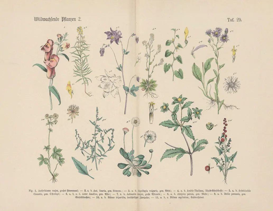 Lehrbuch Der Praktischen Pflanzenkunde In Wort Und Bild Pl 29 Wall Art by Carl Hoffmann - High-Resolution Digital Print
