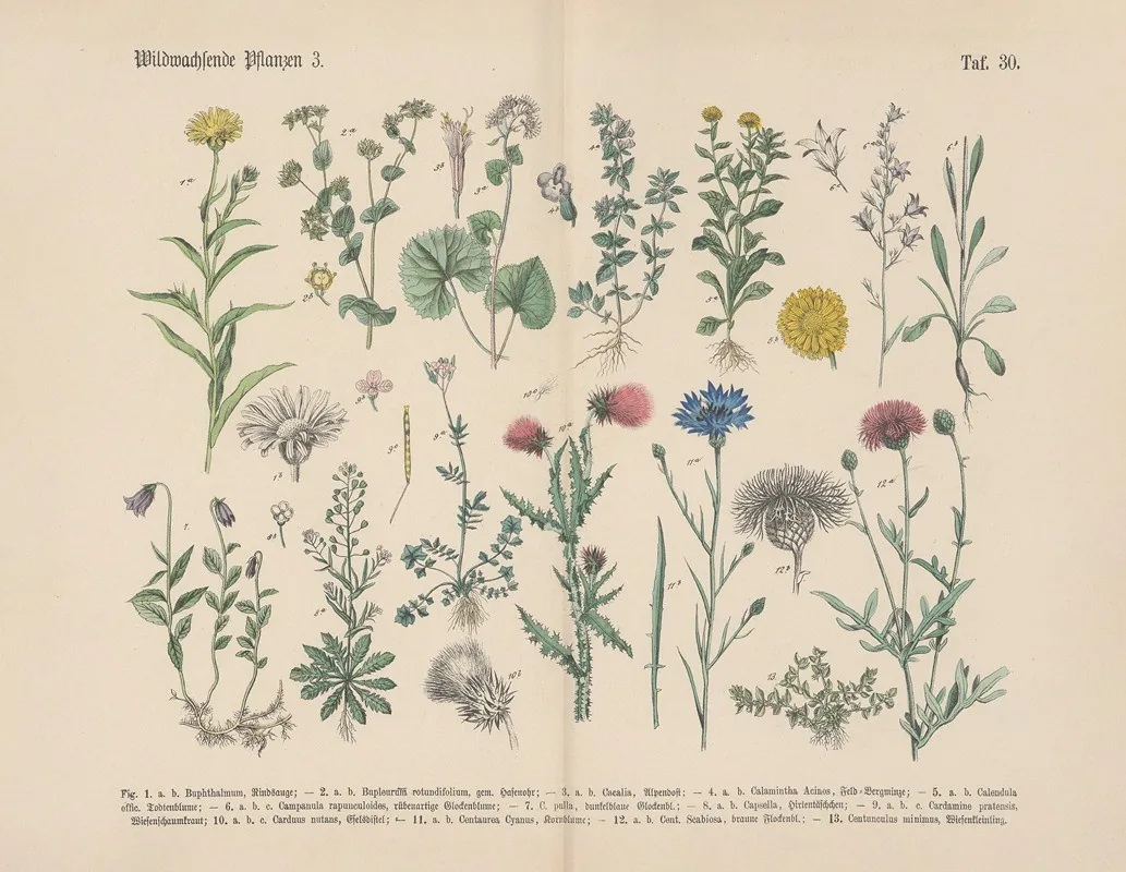 Lehrbuch Der Praktischen Pflanzenkunde In Wort Und Bild Pl 30 Wall Art by Carl Hoffmann - High-Resolution Digital Print