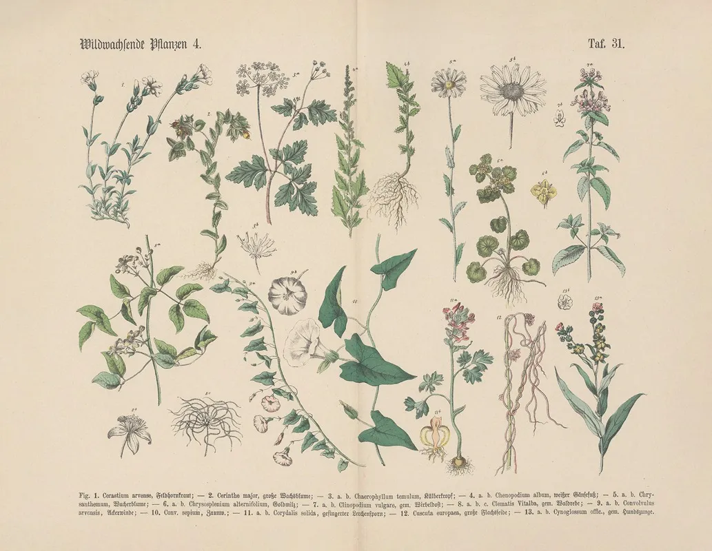 Lehrbuch Der Praktischen Pflanzenkunde In Wort Und Bild Pl 31 Wall Art by Carl Hoffmann - High-Resolution Digital Print