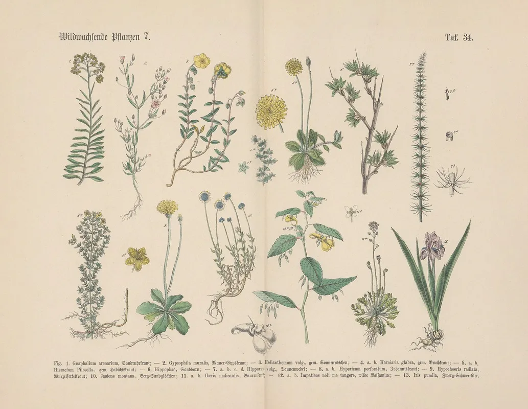 Lehrbuch Der Praktischen Pflanzenkunde In Wort Und Bild Pl 34 Wall Art by Carl Hoffmann - High-Resolution Digital Print