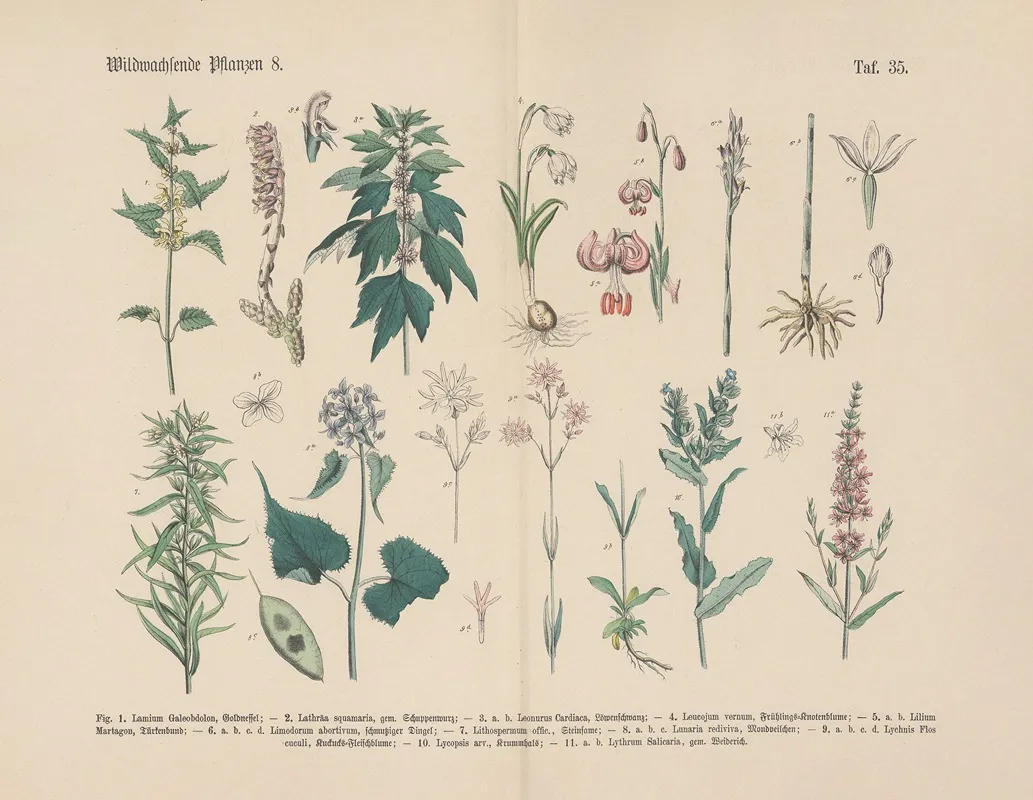 Lehrbuch Der Praktischen Pflanzenkunde In Wort Und Bild Pl 35 Wall Art by Carl Hoffmann - High-Resolution Digital Print