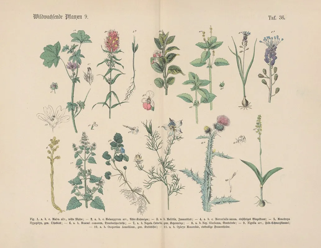 Lehrbuch Der Praktischen Pflanzenkunde In Wort Und Bild Pl 36 Wall Art by Carl Hoffmann - High-Resolution Digital Print