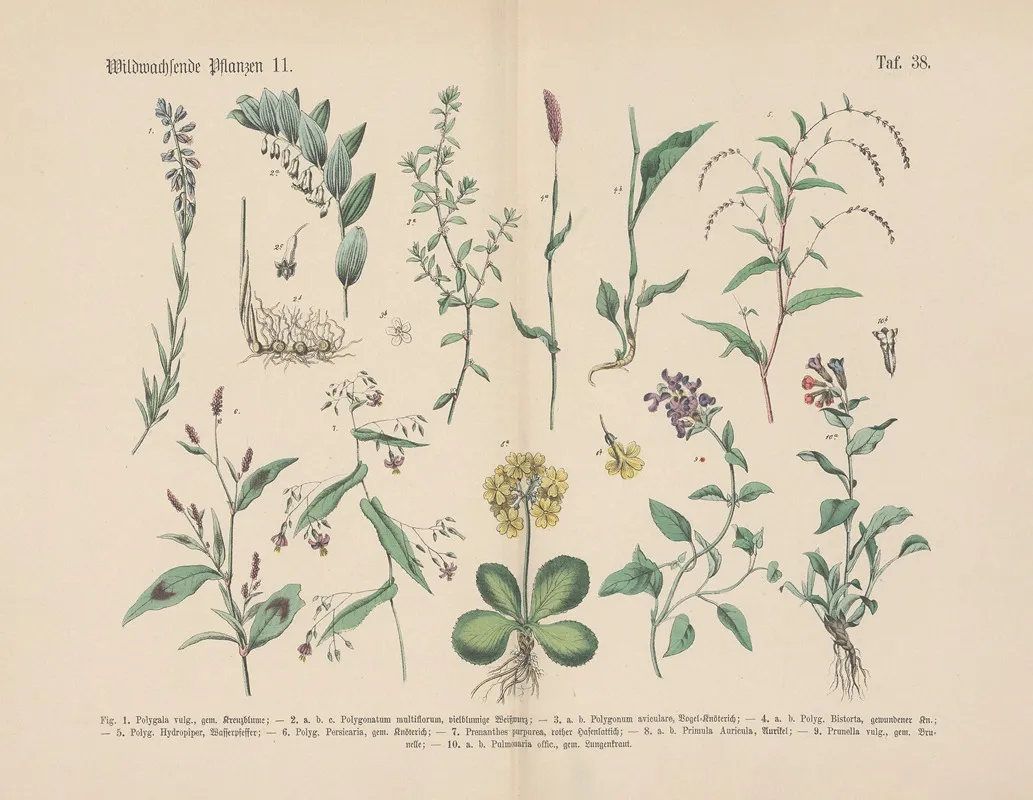 Lehrbuch Der Praktischen Pflanzenkunde In Wort Und Bild Pl 38 Wall Art by Carl Hoffmann - High-Resolution Digital Print