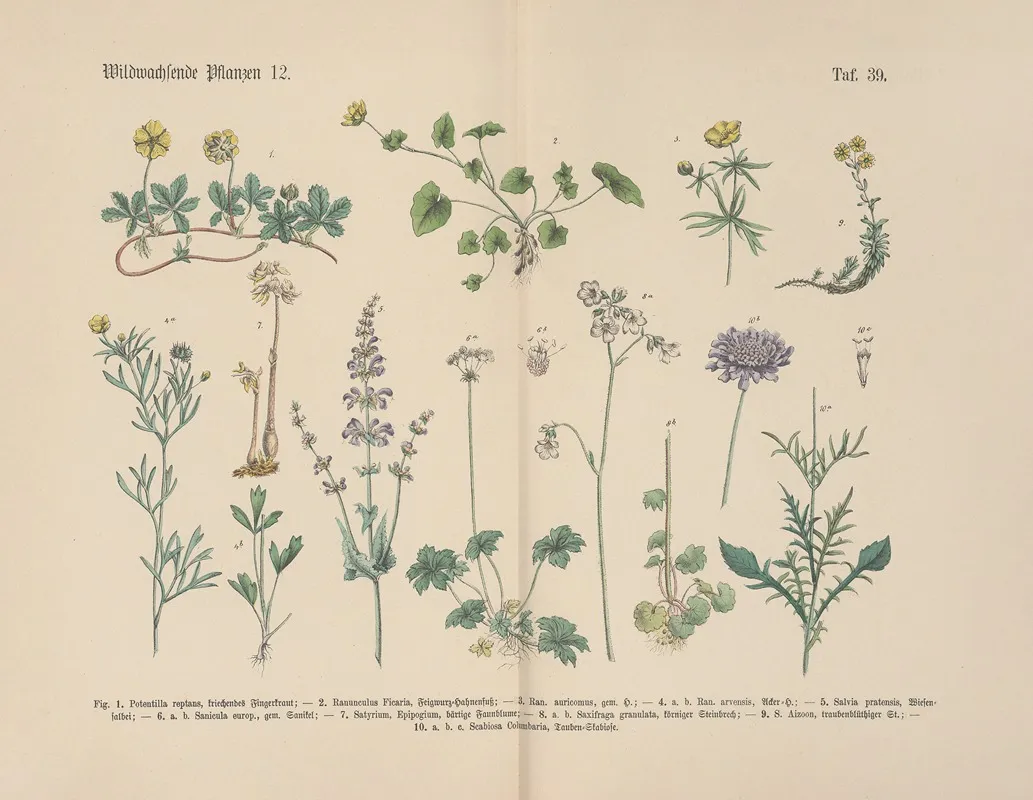 Lehrbuch Der Praktischen Pflanzenkunde In Wort Und Bild Pl 39 Wall Art by Carl Hoffmann - High-Resolution Digital Print