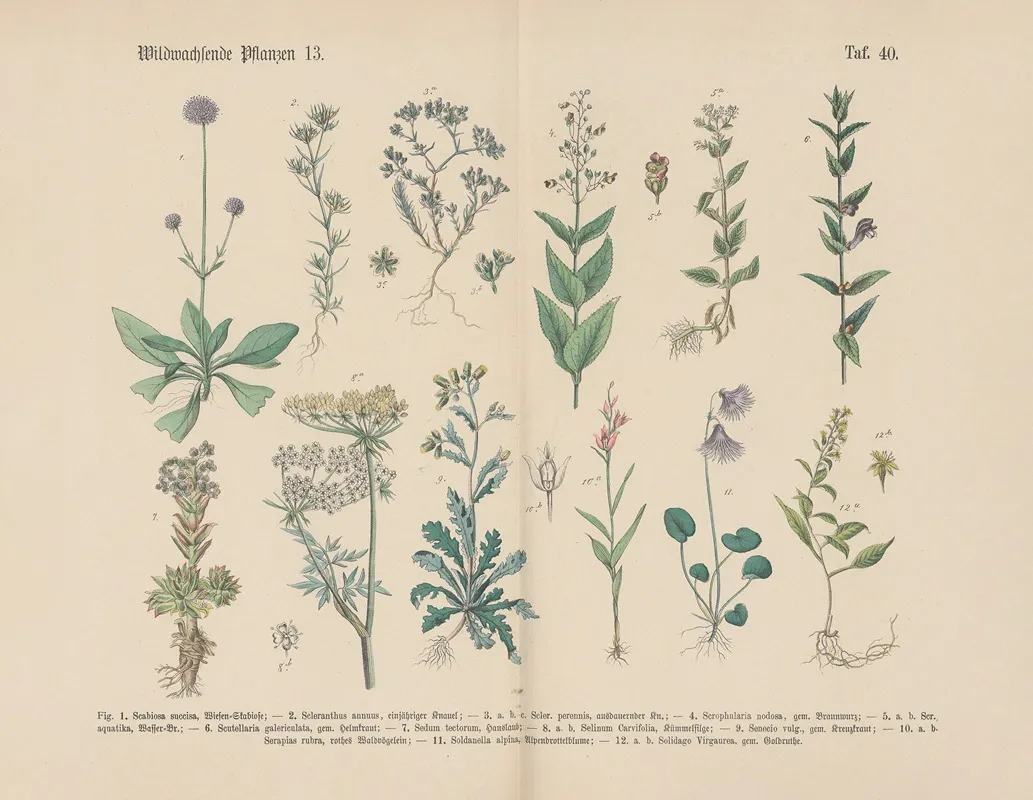 Lehrbuch Der Praktischen Pflanzenkunde In Wort Und Bild Pl 40 Wall Art by Carl Hoffmann - High-Resolution Digital Print
