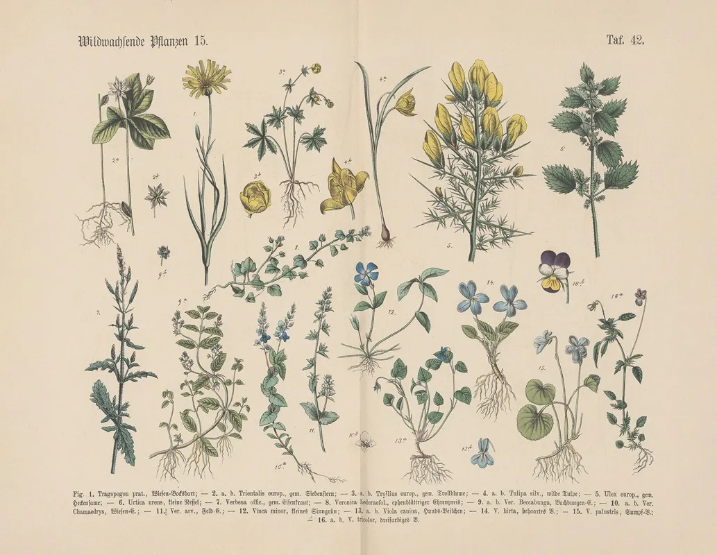 Lehrbuch Der Praktischen Pflanzenkunde In Wort Und Bild Pl 42 Wall Art by Carl Hoffmann - High-Resolution Digital Print