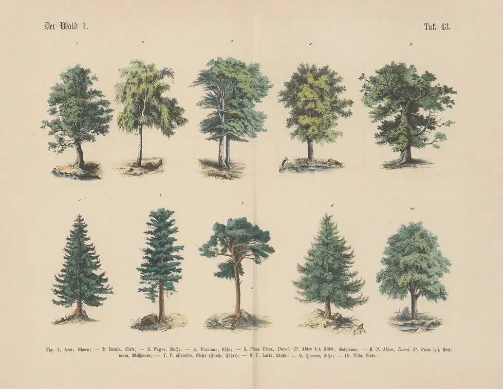 Lehrbuch Der Praktischen Pflanzenkunde In Wort Und Bild Pl 43 Wall Art by Carl Hoffmann - High-Resolution Digital Print