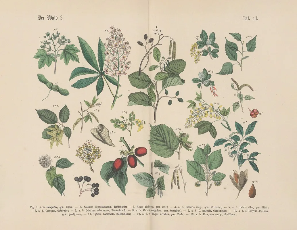 Lehrbuch Der Praktischen Pflanzenkunde In Wort Und Bild Pl 44 Wall Art by Carl Hoffmann - High-Resolution Digital Print