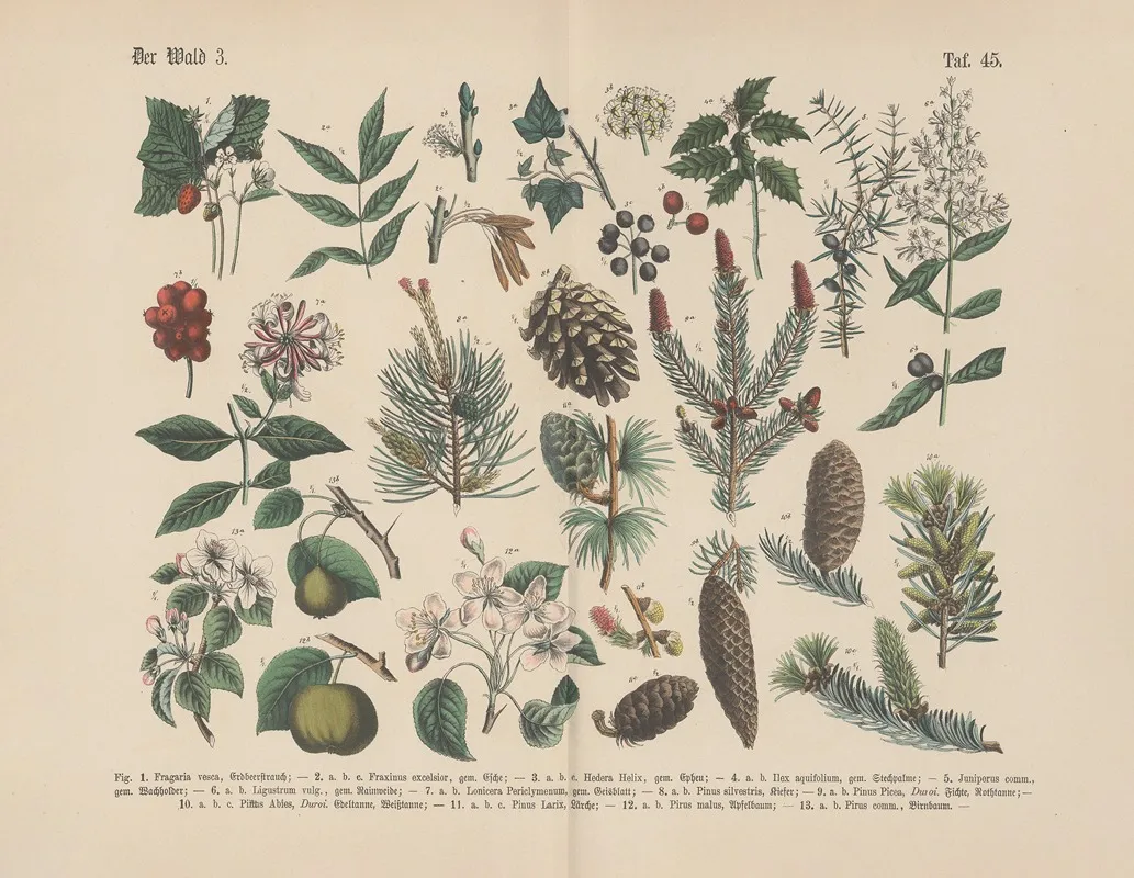 Lehrbuch Der Praktischen Pflanzenkunde In Wort Und Bild Pl 45 Wall Art by Carl Hoffmann - High-Resolution Digital Print