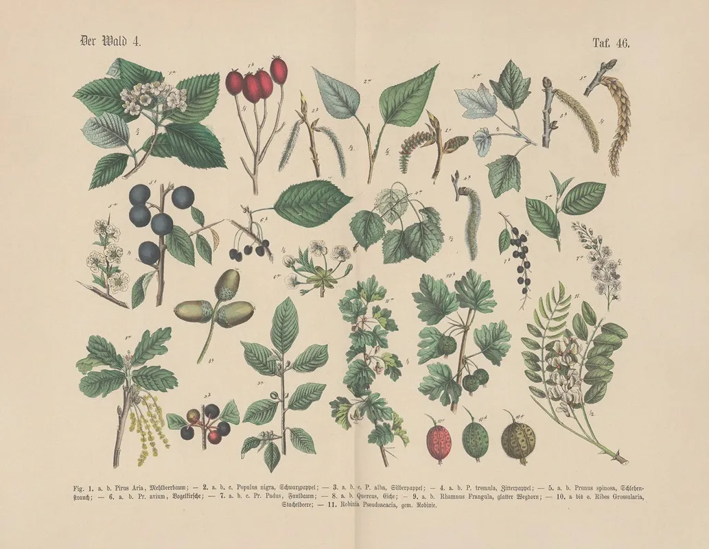 Lehrbuch Der Praktischen Pflanzenkunde In Wort Und Bild Pl 46 Wall Art by Carl Hoffmann - High-Resolution Digital Print
