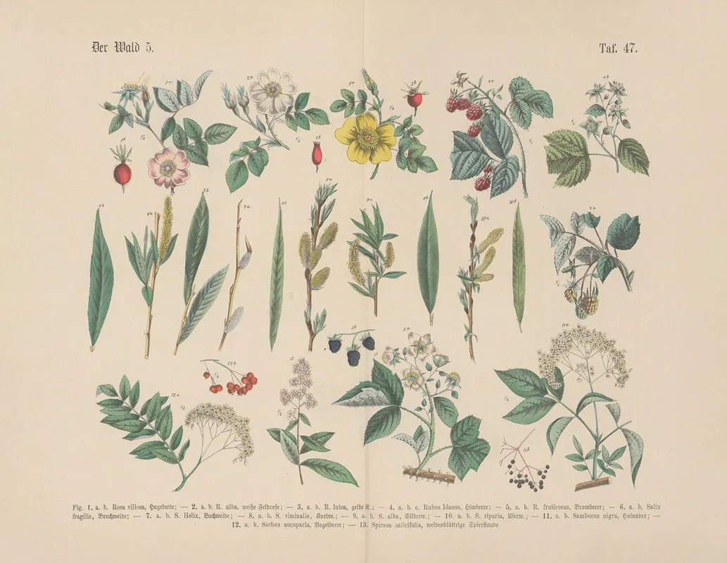 Lehrbuch Der Praktischen Pflanzenkunde In Wort Und Bild Pl 47 Wall Art by Carl Hoffmann - High-Resolution Digital Print