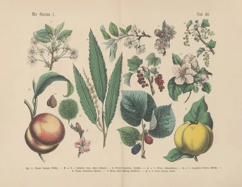 Lehrbuch Der Praktischen Pflanzenkunde In Wort Und Bild Pl 49 Wall Art by Carl Hoffmann - High-Resolution Digital Print