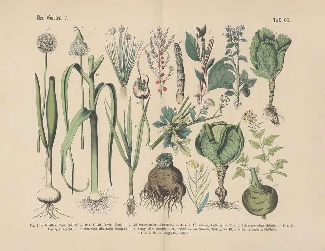 Lehrbuch Der Praktischen Pflanzenkunde In Wort Und Bild Pl 50 Wall Art by Carl Hoffmann - High-Resolution Digital Print