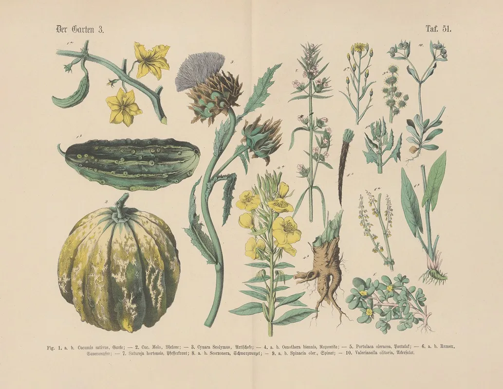 Lehrbuch Der Praktischen Pflanzenkunde In Wort Und Bild Pl 51 Wall Art by Carl Hoffmann - High-Resolution Digital Print