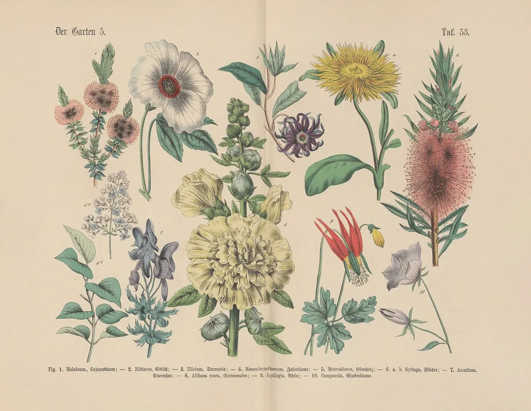 Lehrbuch Der Praktischen Pflanzenkunde In Wort Und Bild Pl 53 Wall Art by Carl Hoffmann - High-Resolution Digital Print