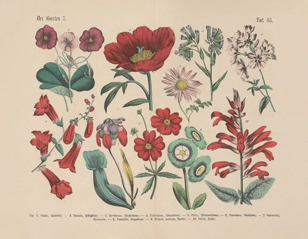 Lehrbuch Der Praktischen Pflanzenkunde In Wort Und Bild Pl 55 Wall Art by Carl Hoffmann - High-Resolution Digital Print