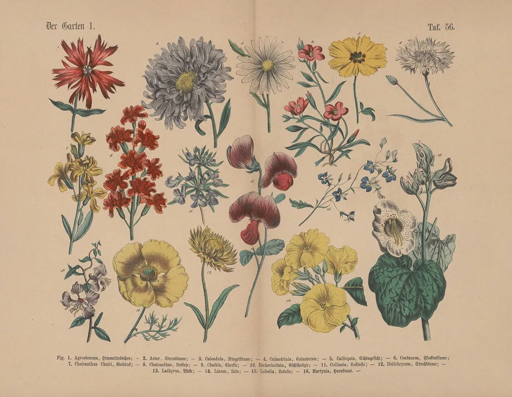 Lehrbuch Der Praktischen Pflanzenkunde In Wort Und Bild Pl 56 Wall Art by Carl Hoffmann - High-Resolution Digital Print