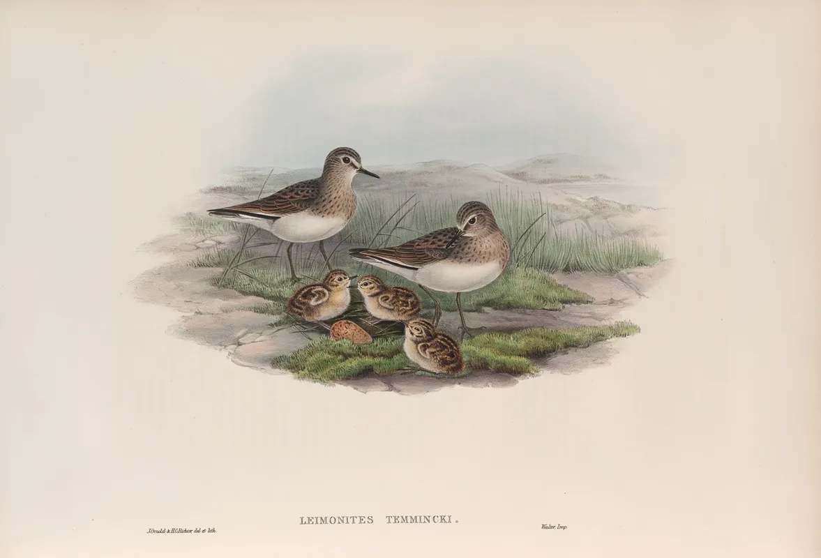 Leimonites Temminckii Temmincks Stint Wall Art by John Gould - High-Resolution Digital Print